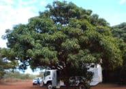Seeking Shade Cape York Australia