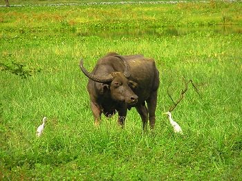 Water buffalo standing in lush grassland surrounded by white egrets in Cape York Peninsula, Queensland, Australia.